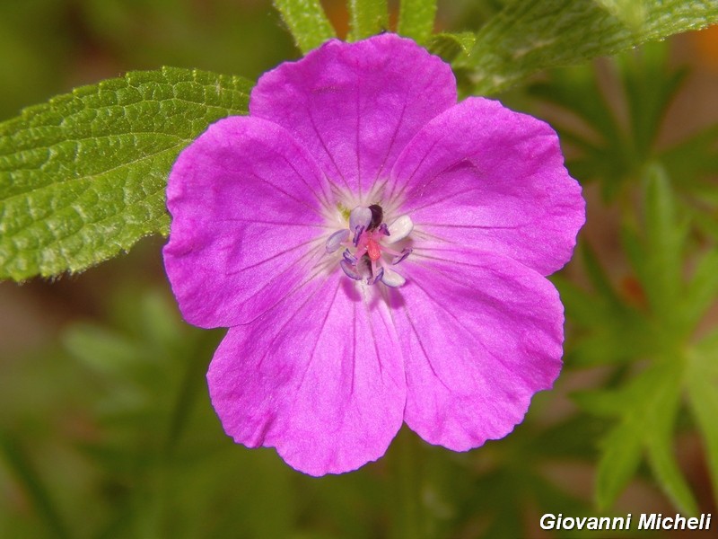 Geranium sanguineum